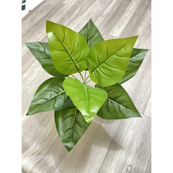 Cây vạn niên thanh xanh - cây nhựa trang trí tường cây góc học tập làm việc tuyệt đẹp