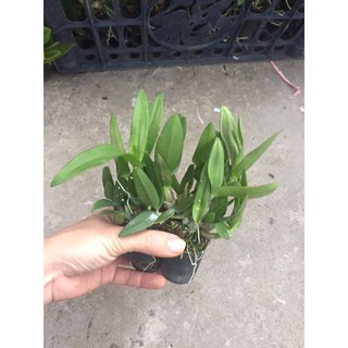 Hoa phong lan denro mini yaya