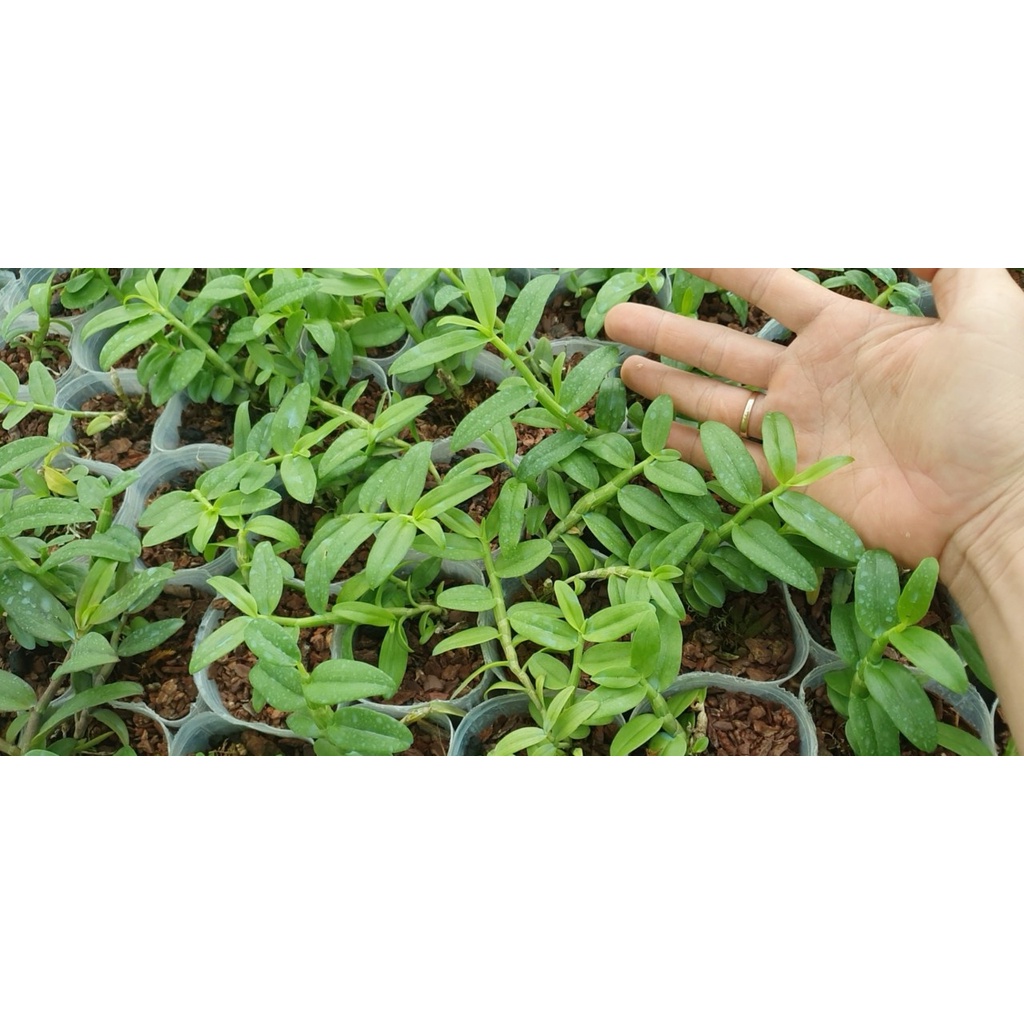 [Rẻ vô địch] trầm 5ct mắt đỏ lai phi điệp 5ct hàng giống chuẩn đẹp xanh sạch cao 10-15 cm