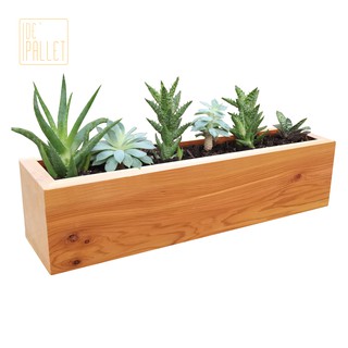 Chậu Gỗ Trồng Cây Để Bàn