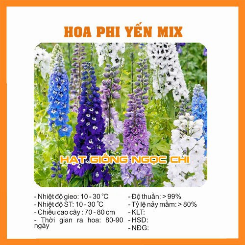 Hạt Giống Hoa Phi Yến Mix - 50 Hạt