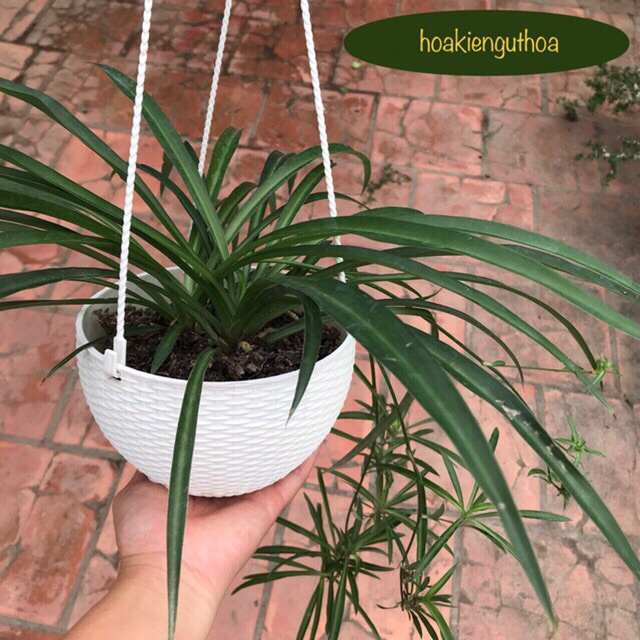 Combo 5 Bộ Chậu Nhựa, Chậu tròn mây treo, Chậu Hoa Treo + Tặng dây treo kèm theo (2 size)