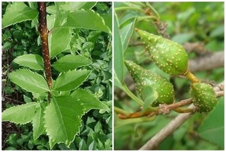 Liên kiều khô đẹp 100g