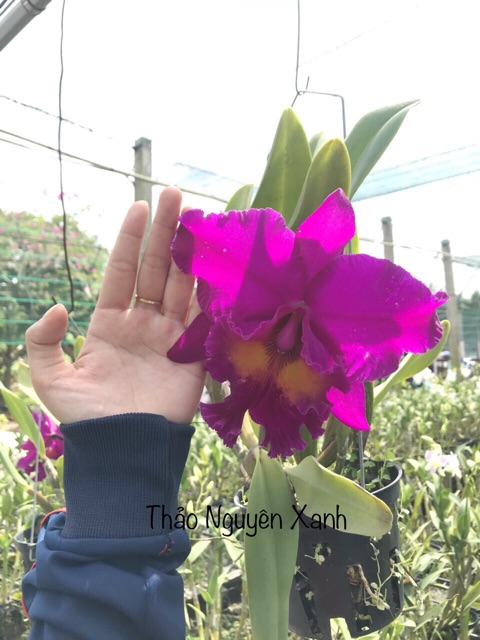 Hoa Lan Cattleya - cây trưởng thành - nhiều màu giao màu ngẫu nhiên