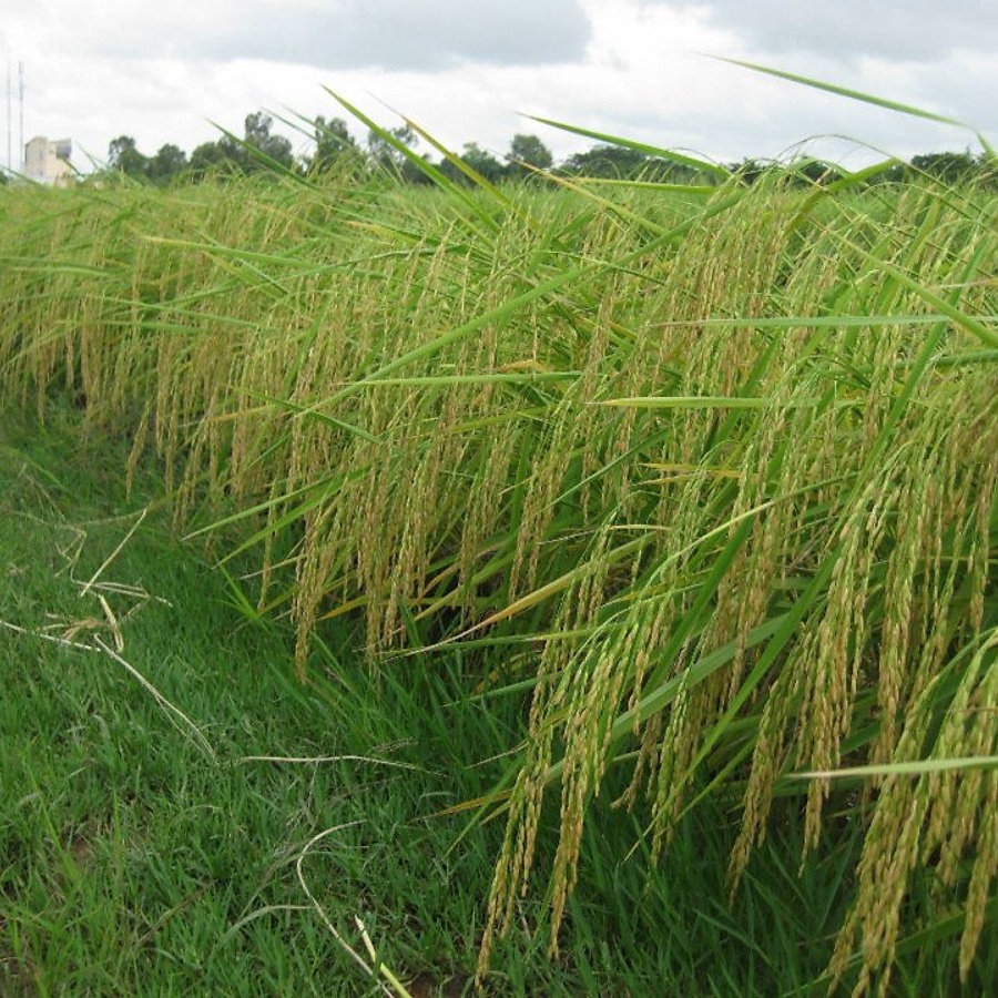 Gạo Tấm Thơm Dẻo ST25 Ông Thọ Nấu Cháo Dinh Dưỡng Cho Bé Cơm Tấm Gia Đình 1KG | BigBuy360 - bigbuy360.vn