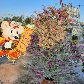 Cây 🌲 Tuyết Sơn đang hoa