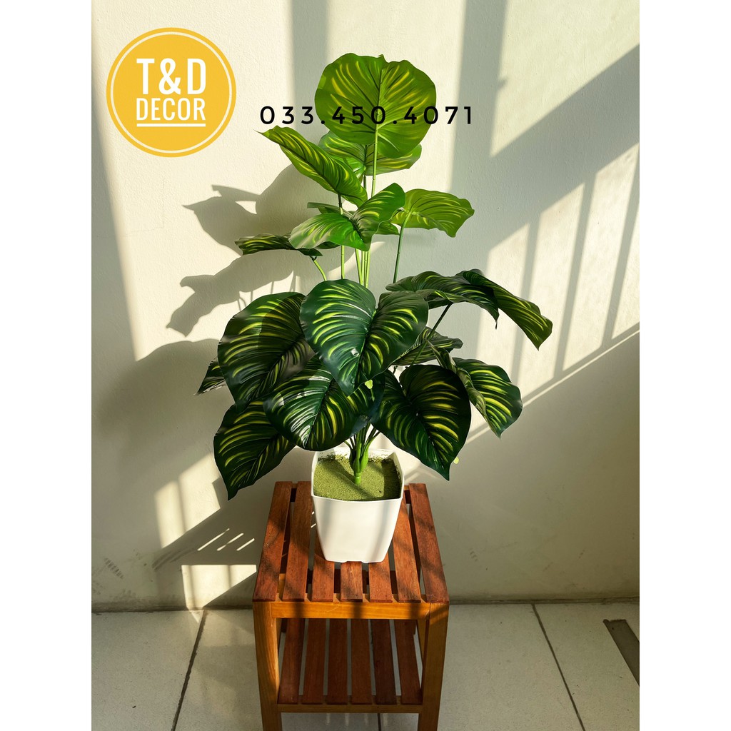 CÂY TRẦU BÀ SỌC 70CM- CÂY GIẢ