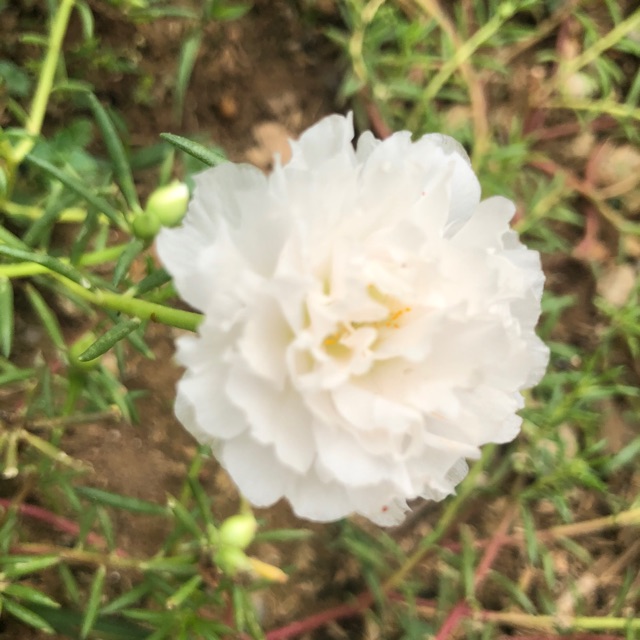 Hoa mười giờ 160
