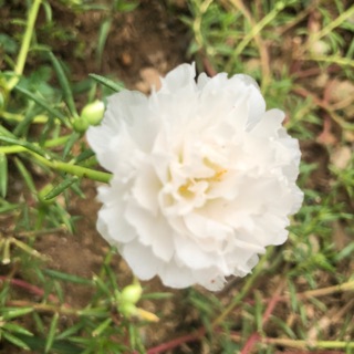 Hoa mười giờ 160
