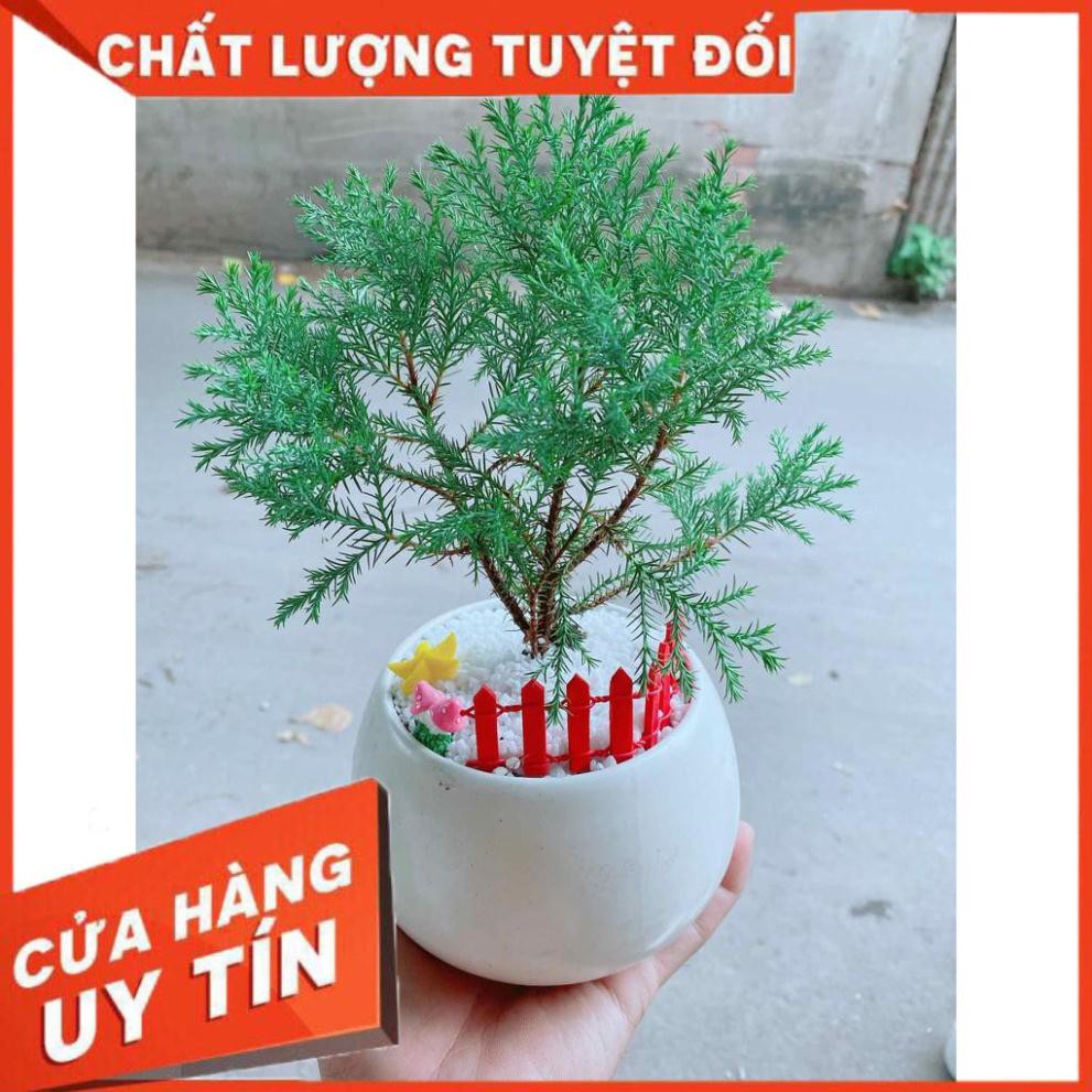 Chậu tùng bồng lai tiểu cảnh Nhiều Người Mua