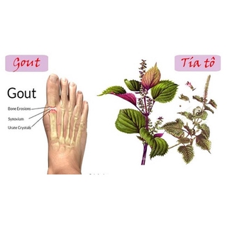 BỘT TÍA TÔ