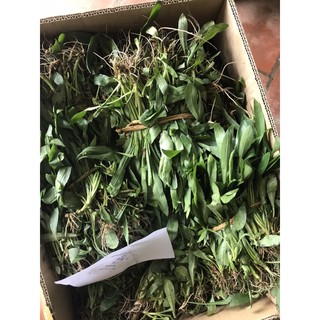 thạch thảo trắng 50  cây