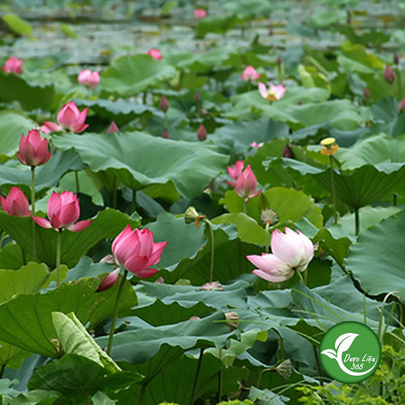 Lá sen khô [1kg] Hàng sạch cực thơm ngon - DL005