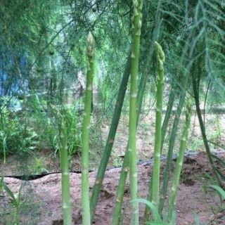 Cây giống măng tây