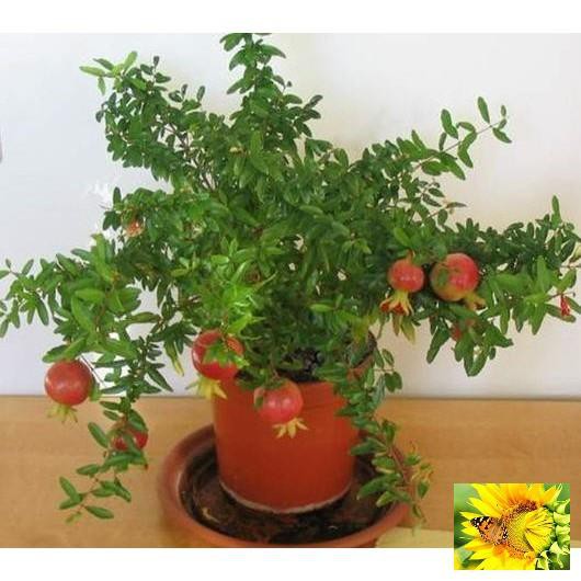 Hạt giống Lựu đỏ lùn