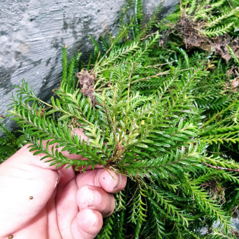 Cây chân rết bonsai tiểu cảnh, thủy sinh hồ cá