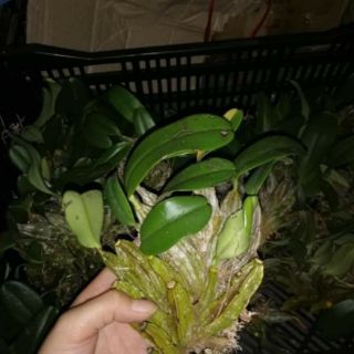 1 khóm lan vảy rồng cỡ(trung bình