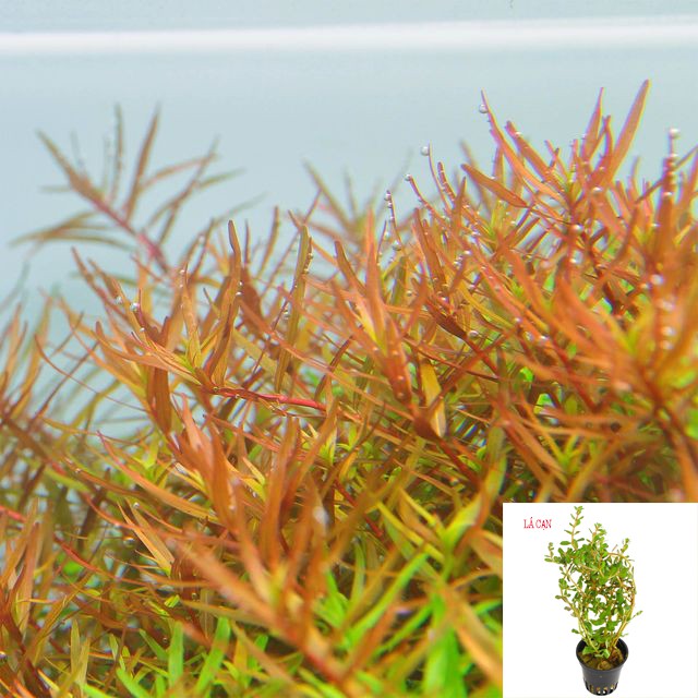 Cây thủy sinh Rotala sp &quot;H'Ra&quot; ( lá cạn)