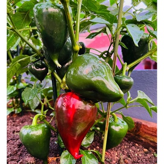 [Hạt giống Mỹ] Gói 5 hạt giống ớt ngọt Lesya - 1 trong những loại ớt ngọt cùi dày và ngọt nhất - tỷ lệ nảy mầm 90%