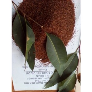Hạt giống cây bạch đàn đỏ - 50gram - STHG2