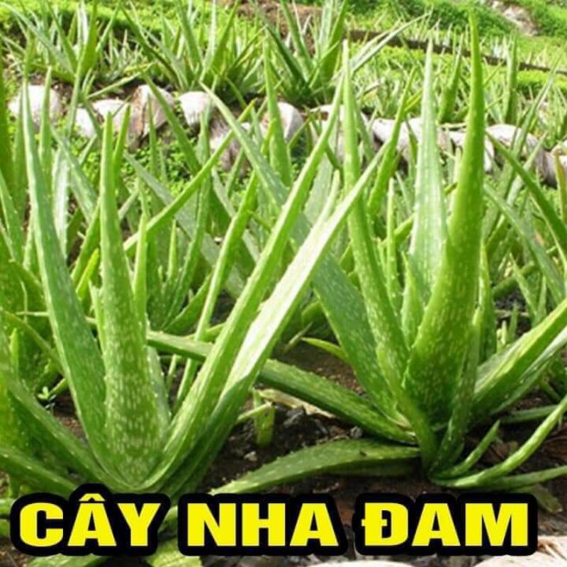 Cây  giống nha đam lô hội cây cao 30cm_35cm mua 10 cây tặng 1 cây