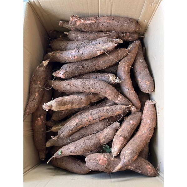 Củ sắn - khoai mì bở tơi, thơm ngon 1kg trồng trên nương điện biên