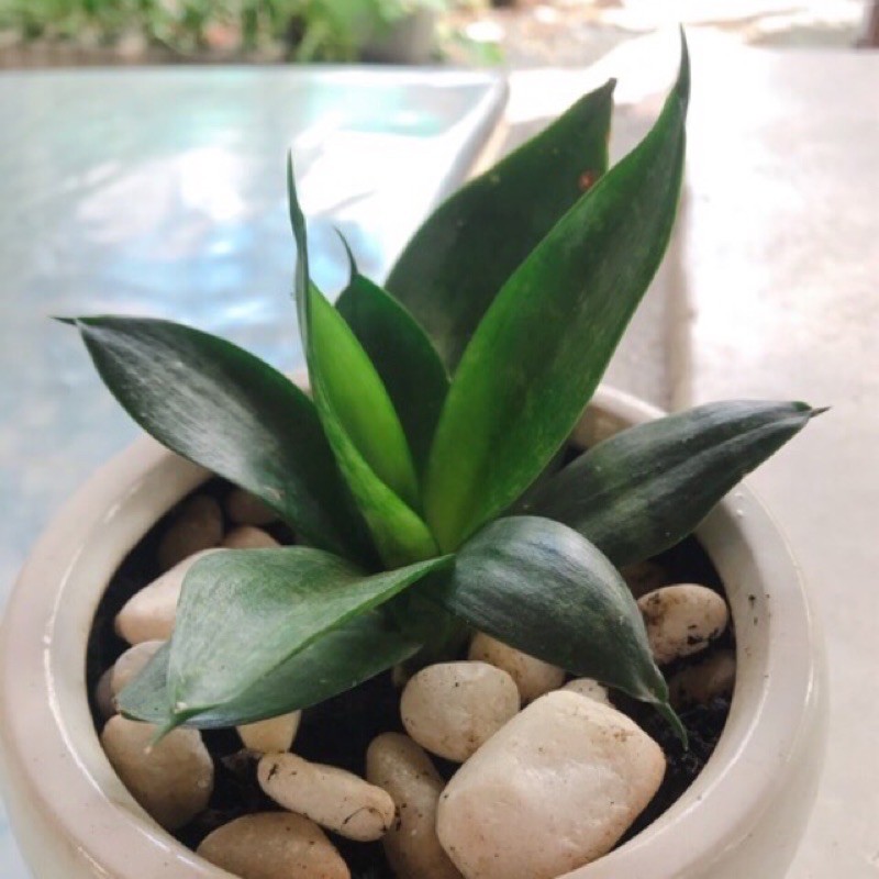 Cây lưỡi hổ giống, 8 loại lưỡi hổ