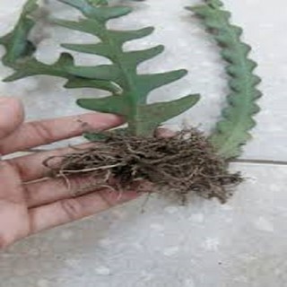 CÂY GIỐNG HOA NHẬT QUỲNH XƯƠNG CÁ CHUẨN GIỐNG F1