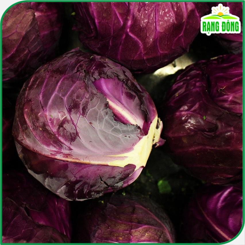 Hạt giống Bắp Cải Tím lai F1 sinh trưởng tốt, trồng quanh năm - Hạt giống Rạng Đông