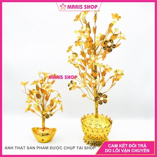 Cây tài lộc trang trí ,bàn lễ tân, bàn thờ, phòng khách, bàn thờ tài địa phong thủy may mắn