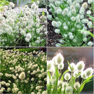 Hạt giống cây cỏ đuôi thỏ { gói 100 hạt }