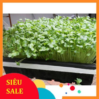 Hạt Giống Rau Mầm Củ Cải Trắng - Dễ Trồng, Giòn, Ngọt, Dinh Dưỡng Cao THU THUY
