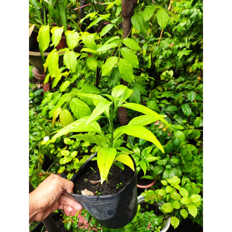 Cây trà Hoàn Ngọc trắng, xuân hoa, cây nhật nguyện, cây con khỉ, trà hoàng ngọc xanh- Pseuderanthemum palatiferu