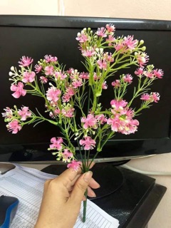 Hoa vải lụa . Cụm điểm hoa bi