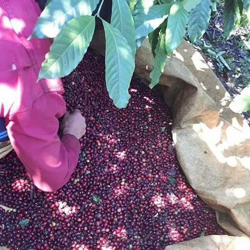 Cà Phê Rang Mộc tỷ lệ 70% Robusta và 30% Arabica | BigBuy360 - bigbuy360.vn