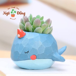 Chậu Trồng Sen Đá Xương Rồng Cây Cảnh Mini Để Bàn Hình Chú Cá Voi Màu Xanh Dương Trang Trí Văn Phòng