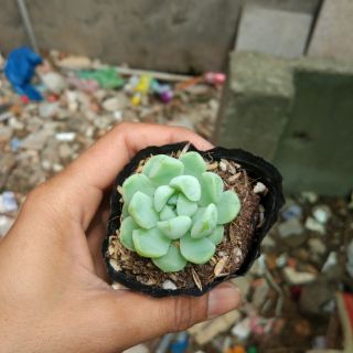 Sen đá sen sao băng