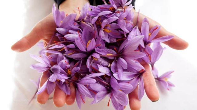 Nhụy hoa nghệ tây barhaman | BigBuy360 - bigbuy360.vn