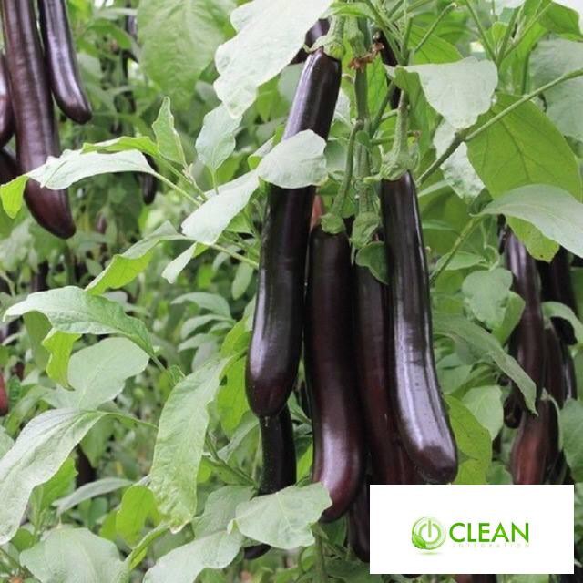 🍀GÓI 100 HẠT CÀ TÍM DÀI CAO SẢN F1🍀