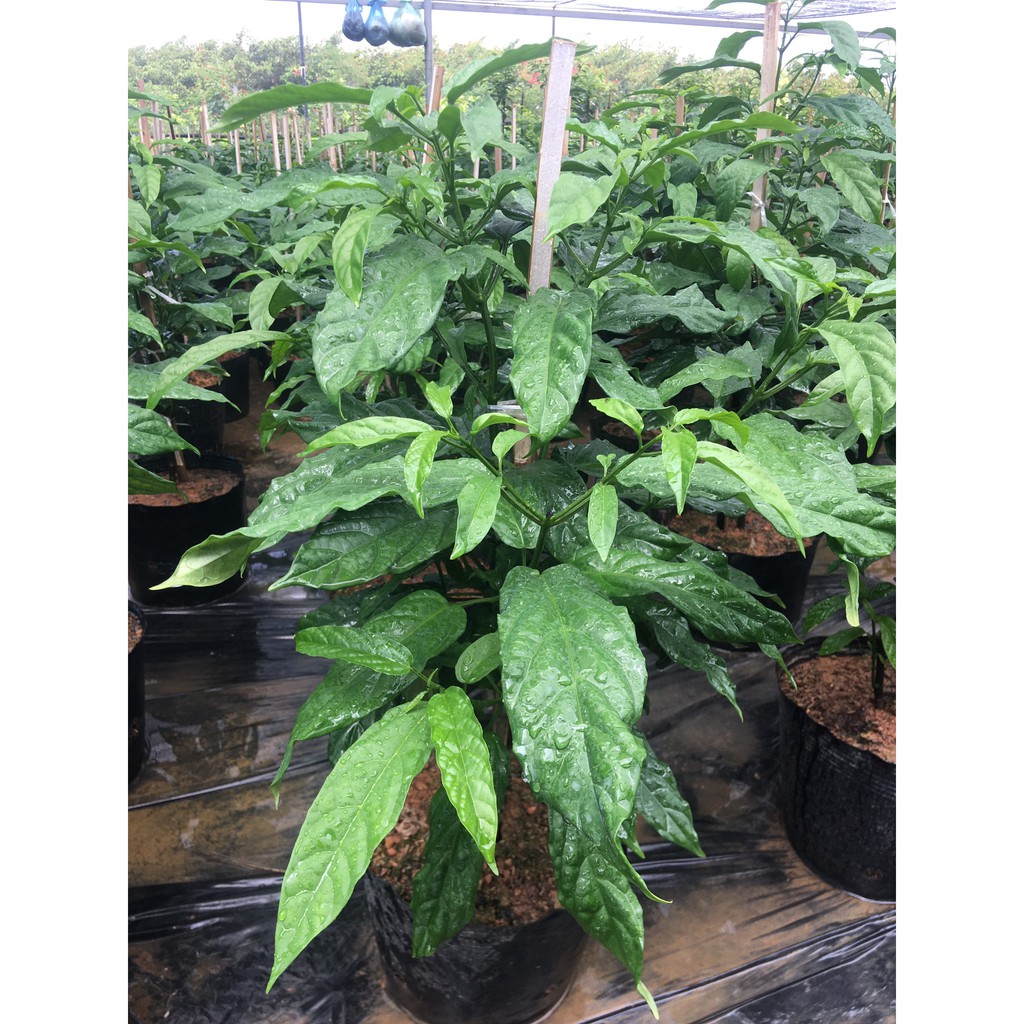 Cây dạ ngọc minh châu cao khoảng 60 cm nhiều cành nhánh