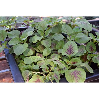 Hạt giống rau dền tía (dền khoang)