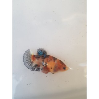Betta FOOD thủy sinh 50g