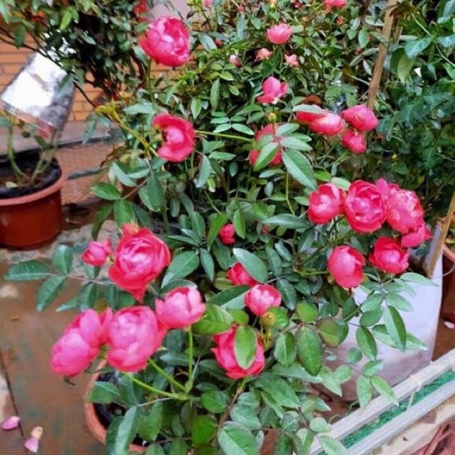 combo 5 cây hoa hồng