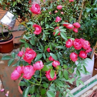 combo 5 cây hoa hồng