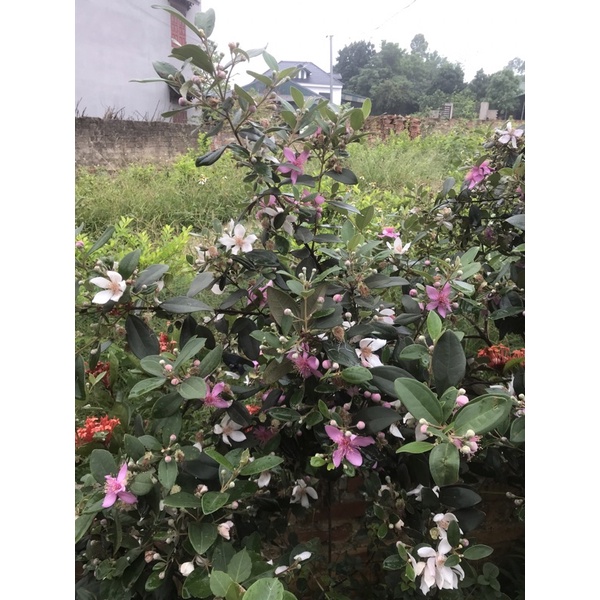 combo 10 cây sim rừng giống