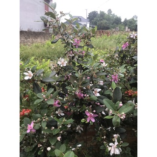 combo 10 cây sim rừng giống