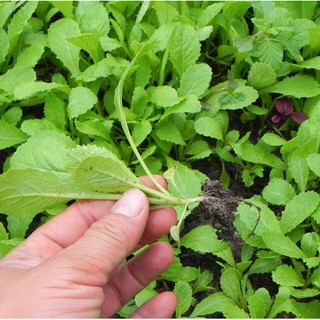 20gram HẠT GIỐNG CẢI XANH ĂN NON