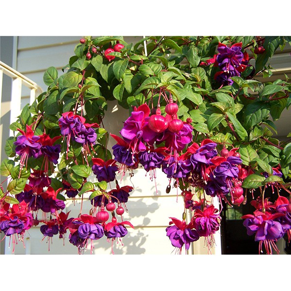 Cây hoa lồng đèn