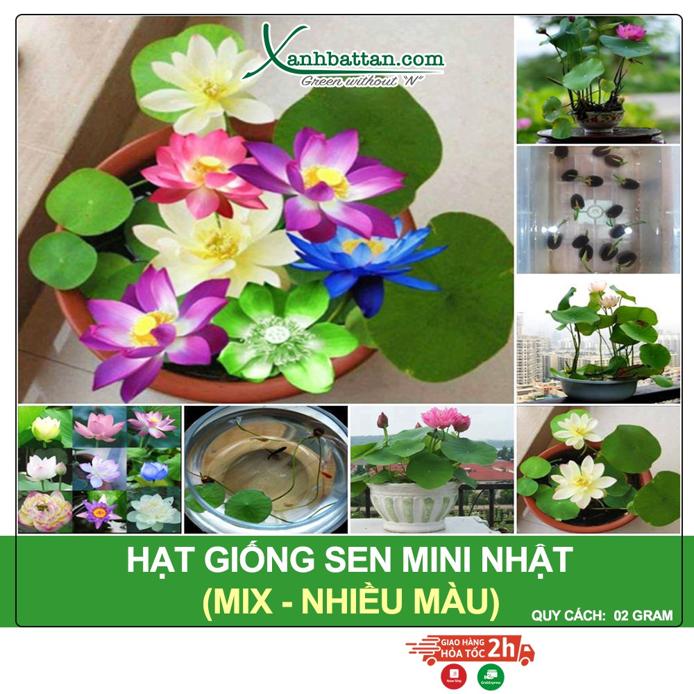 Hạt giống hoa sen mini nhiều màu, dễ trồng - ra hoa nhiều 2 gram