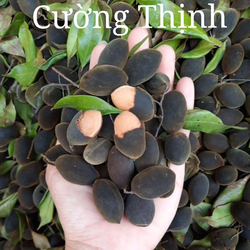 SAY, XAY TRÂU GIA LAI CHUA, NGỌT, NGON 1kg 80k